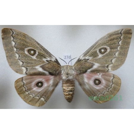 Gonimbrasia tyrrhea (Cramer, 1775) female ex. ovo South Africa 99mm27d